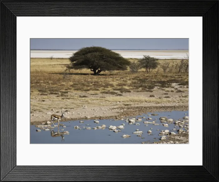 Framed Print : Springbok by waterhole, Etosha Pan, Etosha National Park, Namibia, Africa Framed Print : Springbok by waterhole, Etosha Pan, Etosha National Park, Namibia, Africa
