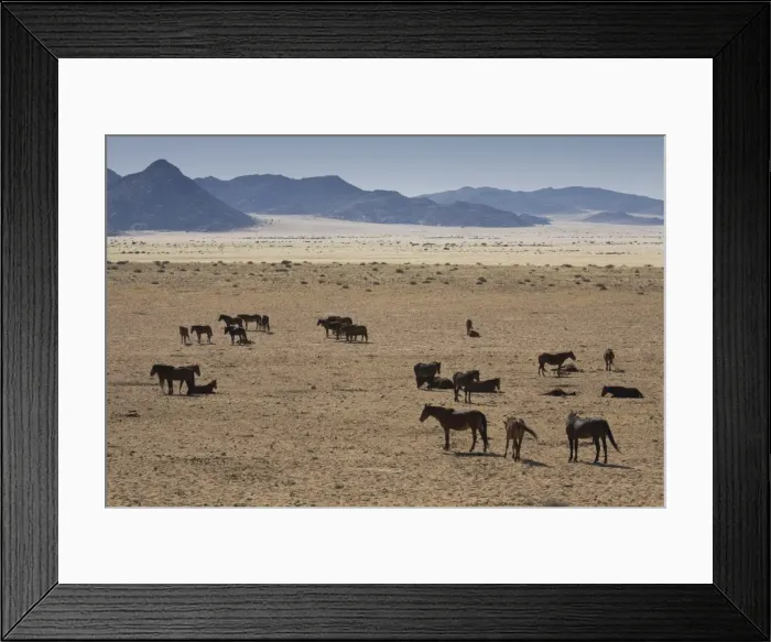 Framed Print : Wild horses, near Aus, Namib Desert, Namibia, Africa Framed Print : Wild horses, near Aus, Namib Desert, Namibia, Africa