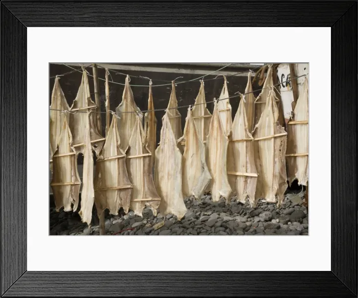 Framed Print : Fish drying, Camara de Lobos, Madeira, Portugal, Europe Framed Print : Fish drying, Camara de Lobos, Madeira, Portugal, Europe