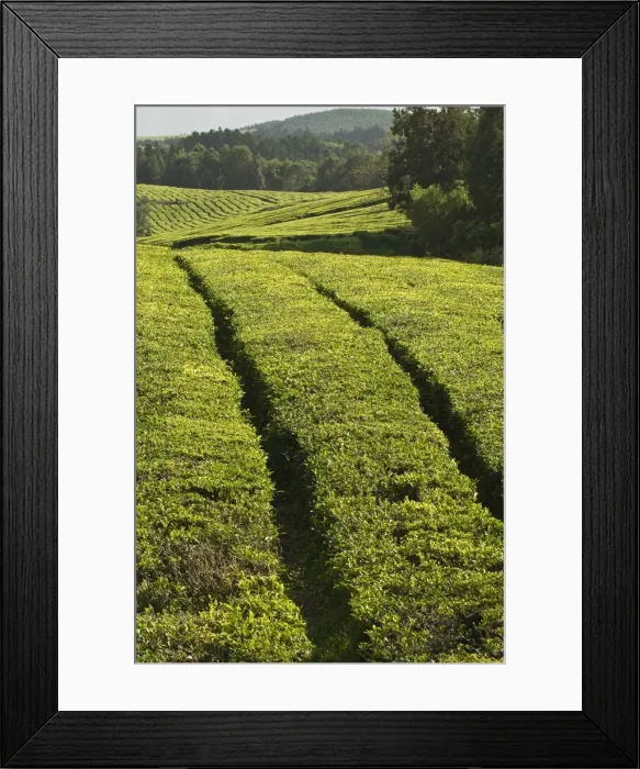 Framed Print : The Gorreana Tea Plantation, San Miguel, Azores, Portugal, Europe Framed Print : The Gorreana Tea Plantation, San Miguel, Azores, Portugal, Europe
