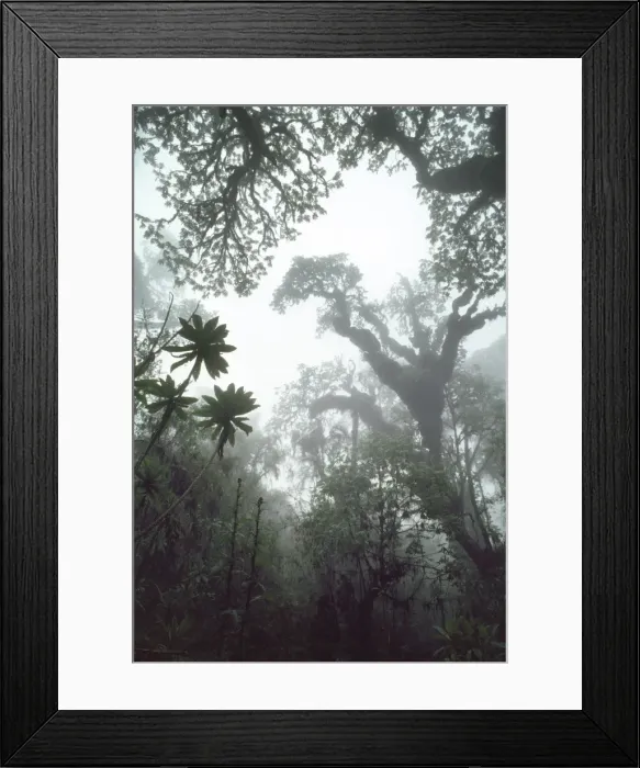 Framed Print : Hagenia (Hagenia abyssinica) Forest, Mountain Gorilla Habitat, Virunga Volcanoes Framed Print : Hagenia (Hagenia abyssinica) Forest, Mountain Gorilla Habitat, Virunga Volcanoes