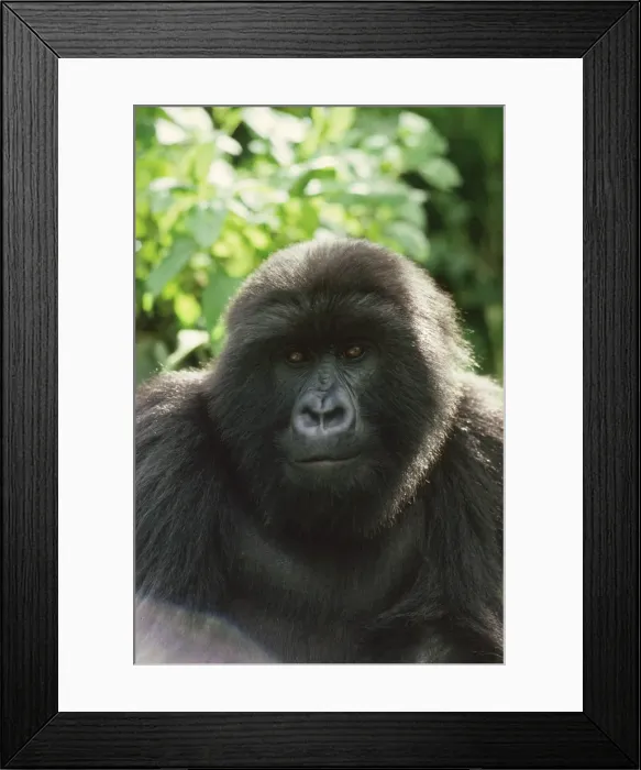 Framed Print : Blackback male Mountain Gorilla (Gorilla g. beringei), Virunga Volcanoes, Rwanda, Africa Framed Print : Blackback male Mountain Gorilla (Gorilla g. beringei), Virunga Volcanoes, Rwanda, Africa
