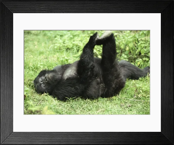 Framed Print : Juvenile Mountain Gorilla (Gorilla g. beringei) playing, Virunga Volcanoes Framed Print : Juvenile Mountain Gorilla (Gorilla g. beringei) playing, Virunga Volcanoes