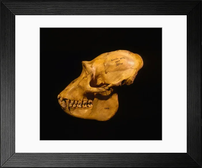 Framed Print : Skull of Mountain Gorilla (Gorilla gorilla beringei), holotype 1902, Museum fur Natuurkunde Framed Print : Skull of Mountain Gorilla (Gorilla gorilla beringei), holotype 1902, Museum fur Natuurkunde