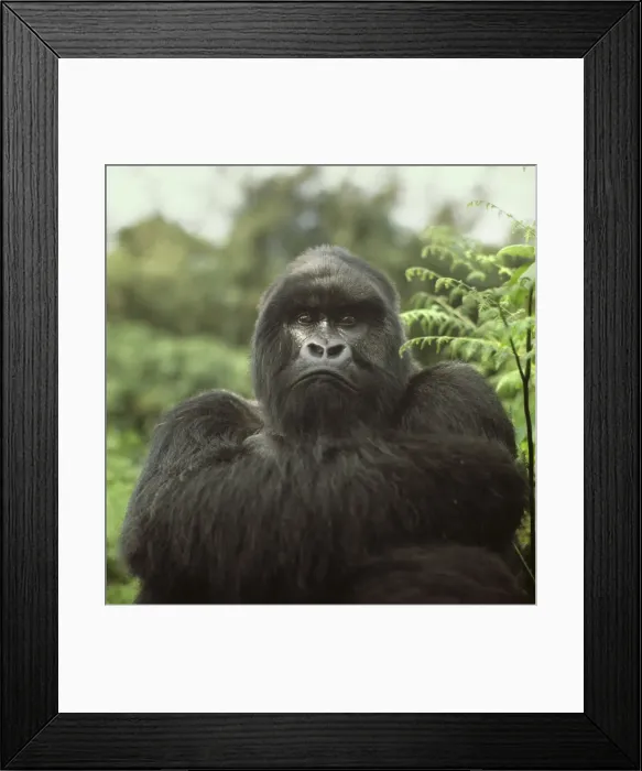 Framed Print : Silverback male Mountain Gorilla (Gorilla g. beringei), Virunga Volcanoes, Rwanda, Africa Framed Print : Silverback male Mountain Gorilla (Gorilla g. beringei), Virunga Volcanoes, Rwanda, Africa