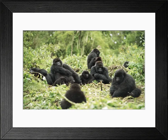 Framed Print : Mountain Gorillas (Gorilla gorilla beringei), silverback male resting with group Framed Print : Mountain Gorillas (Gorilla gorilla beringei), silverback male resting with group