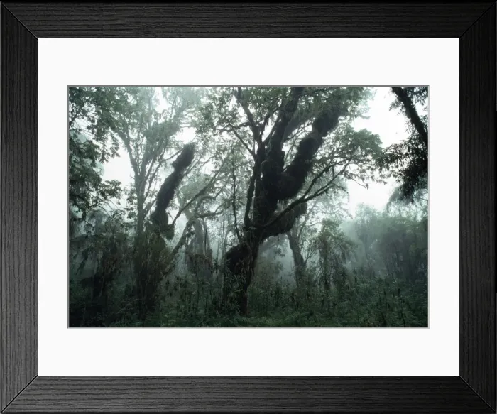 Framed Print : Hagenia (Hagenia abyssinica) Forest, Mountain Gorilla Habitat, Virunga Volcanoes Framed Print : Hagenia (Hagenia abyssinica) Forest, Mountain Gorilla Habitat, Virunga Volcanoes