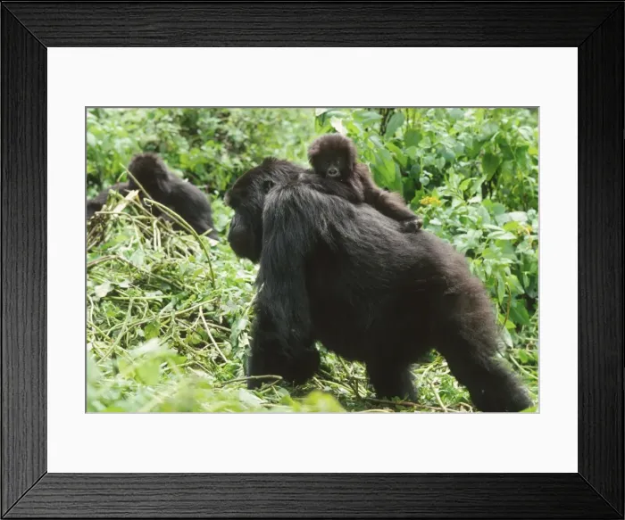 Framed Print : Female Mountain Gorillas (Gorilla g. beringei) with infant on back, Virunga Volcanoes Framed Print : Female Mountain Gorillas (Gorilla g. beringei) with infant on back, Virunga Volcanoes