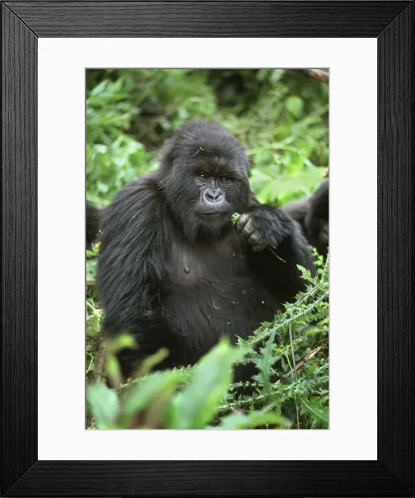 Framed Print : Female Mountain Gorilla (Gorilla g. beringei), Poppy, Virunga Volcanoes, Rwanda, Africa