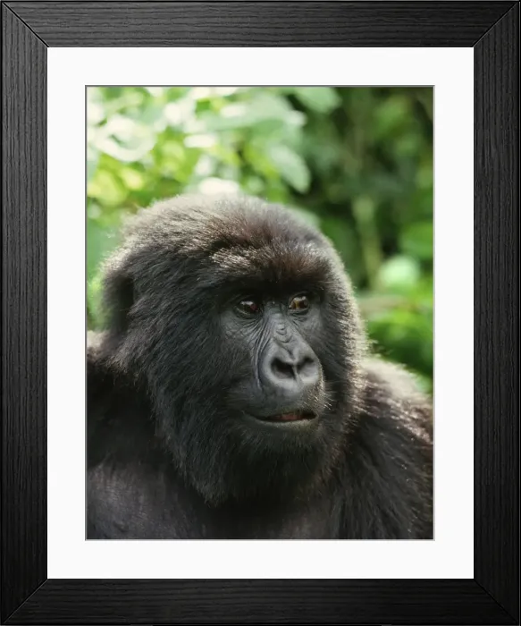 Framed Print : Blackback male Mountain Gorilla (Gorilla g. beringei), Virunga Volcanoes, Rwanda, Africa Framed Print : Blackback male Mountain Gorilla (Gorilla g. beringei), Virunga Volcanoes, Rwanda, Africa