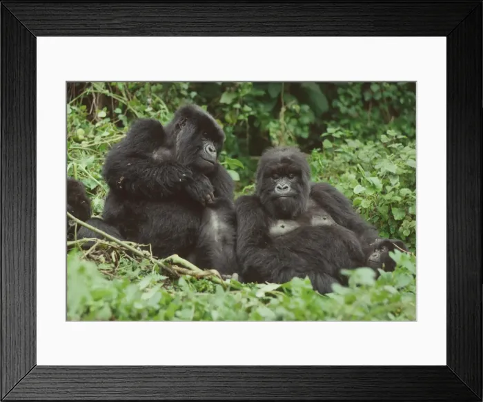 Framed Print : Two female Mountain Gorillas (Gorilla g. beringei) resting, Virunga Volcanoes Framed Print : Two female Mountain Gorillas (Gorilla g. beringei) resting, Virunga Volcanoes