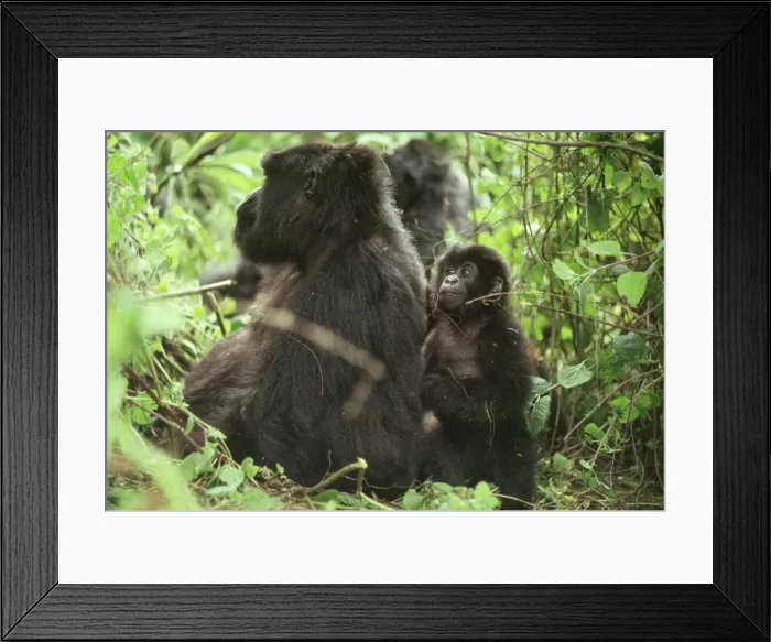 Framed Print : Female Mountain Gorillas (Gorilla g. beringei) with infant, Virunga Volcanoes Framed Print : Female Mountain Gorillas (Gorilla g. beringei) with infant, Virunga Volcanoes