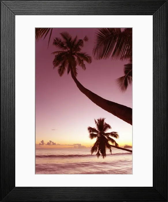 Framed Print : Palm trees silhouetted against pink evening sky, Anse Takamaka, Takamaka district Framed Print : Palm trees silhouetted against pink evening sky, Anse Takamaka, Takamaka district