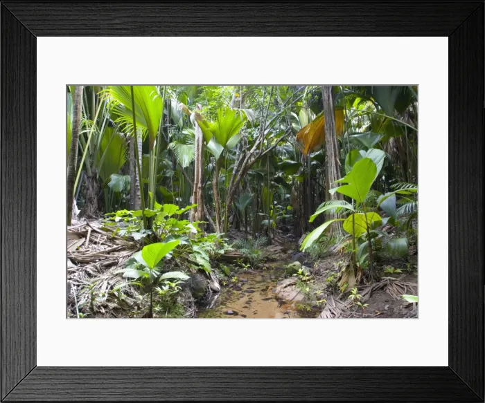 Framed Print : Tropical vegetation on banks of stream in the Vallee de Mai Nature Reserve Framed Print : Tropical vegetation on banks of stream in the Vallee de Mai Nature Reserve