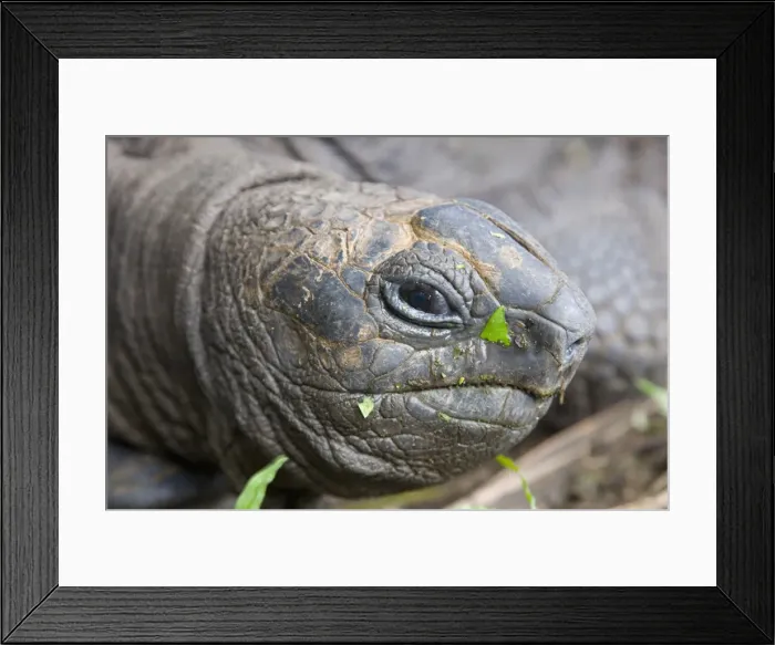 Framed Print : Head of Seychelles giant tortoise (Geochelone gigantea) at the Jardin du Roi spice garden near Anse Royale, Anse Royale district, Island of Mahe Framed Print : Head of Seychelles giant tortoise (Geochelone gigantea) at the Jardin du Roi spice garden near Anse Royale, Anse Royale district, Island of Mahe