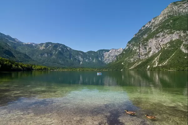 Glacial mountain lake Bohinj, Slovenia, Europe