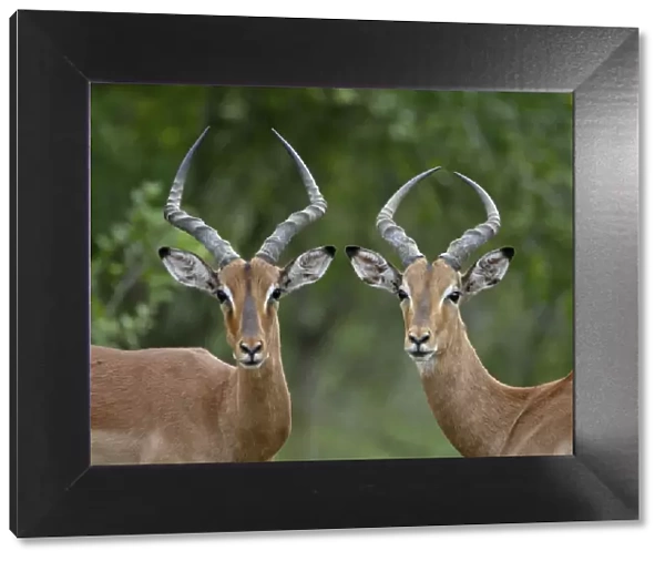 Two male Impala (Aepyceros melampus), Imfolozi Game Reserve, South Africa, Africa