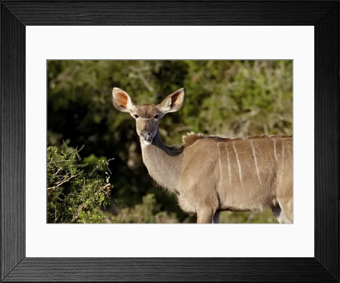Framed Print : Female Greater Kudu (Tragelaphus strepsiceros), Addo Elephant National Park Framed Print : Female Greater Kudu (Tragelaphus strepsiceros), Addo Elephant National Park