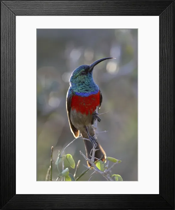 Framed Print : Greater Double-collared Sunbird (Cinnyris afra), Addo Elephant National Park Framed Print : Greater Double-collared Sunbird (Cinnyris afra), Addo Elephant National Park