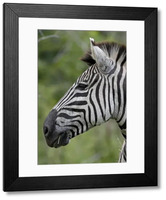 Framed Print : Chapmans Zebra (Plains Zebra) (Equus burchelli antiquorum), Imfolozi Game Reserve Framed Print : Chapmans Zebra (Plains Zebra) (Equus burchelli antiquorum), Imfolozi Game Reserve