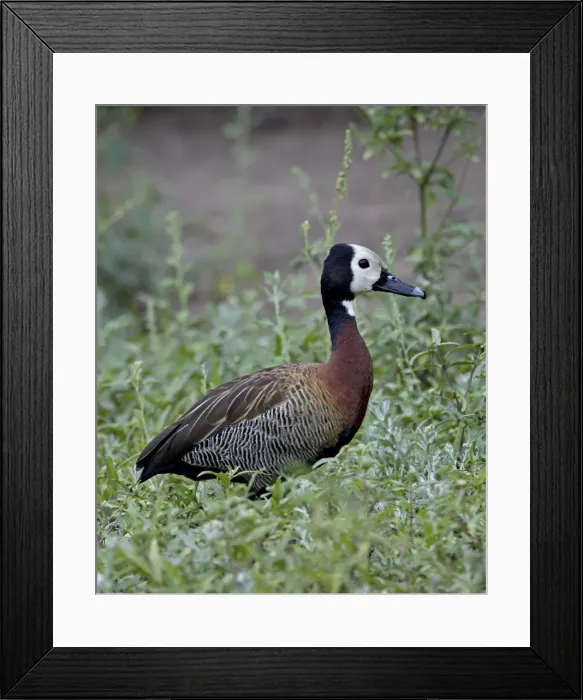Framed Print : White-faced Whistling Duck (Dendrocygna viduata), Imfolozi Game Reserve Framed Print : White-faced Whistling Duck (Dendrocygna viduata), Imfolozi Game Reserve
