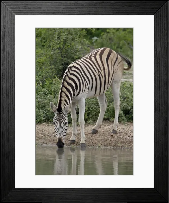 Framed Print : Chapmans Zebra (Plains Zebra) (Equus burchelli antiquorum) drinking Framed Print : Chapmans Zebra (Plains Zebra) (Equus burchelli antiquorum) drinking