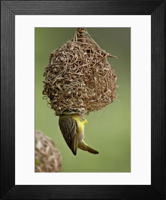 Framed Print : Male Spotted-backed weaver (Village weaver) (Ploceus cucullatus) building a nest