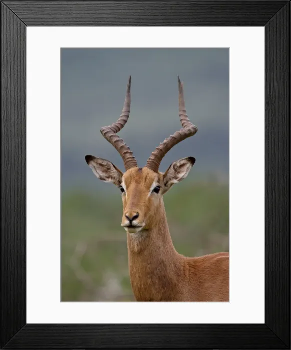 Framed Print : Male Impala (Aepyceros melampus), Imfolozi Game Reserve, South Africa, Africa