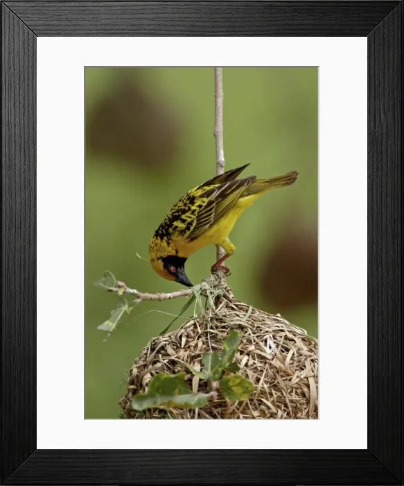 Framed Print : Male Spotted-backed weaver (Village weaver) (Ploceus cucullatus) building a nest Framed Print : Male Spotted-backed weaver (Village weaver) (Ploceus cucullatus) building a nest