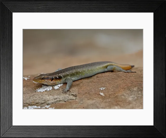 Framed Print : Five-lined Mabuya (Rainbow Skink) (Trachylepis quinquetaeniata) (Mabuya quinquetaeniata margaritifer), Hluhluwe Game Reserve, South Framed Print : Five-lined Mabuya (Rainbow Skink) (Trachylepis quinquetaeniata) (Mabuya quinquetaeniata margaritifer), Hluhluwe Game Reserve, South