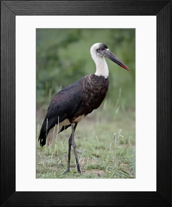 Framed Print : Woolly-necked Stork (Ciconia episcopus), Imfolozi Game Reserve, South Africa, Africa Framed Print : Woolly-necked Stork (Ciconia episcopus), Imfolozi Game Reserve, South Africa, Africa
