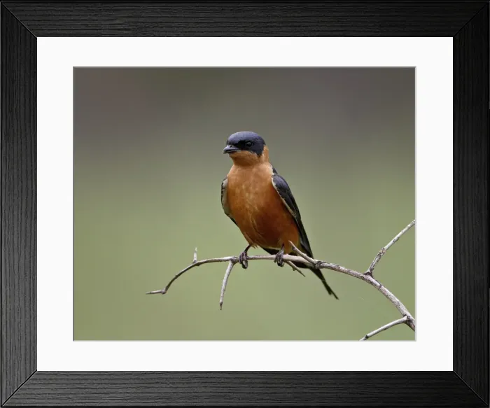 Framed Print : Red-Breasted Swallow (Hirundo semirufa), Hluhluwe Game Reserve, South Africa, Africa Framed Print : Red-Breasted Swallow (Hirundo semirufa), Hluhluwe Game Reserve, South Africa, Africa