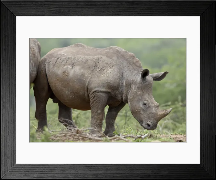 Framed Print : Young White Rhinoceros (Ceratotherium simum), Hluhluwe Game Reserve, South Africa, Africa Framed Print : Young White Rhinoceros (Ceratotherium simum), Hluhluwe Game Reserve, South Africa, Africa