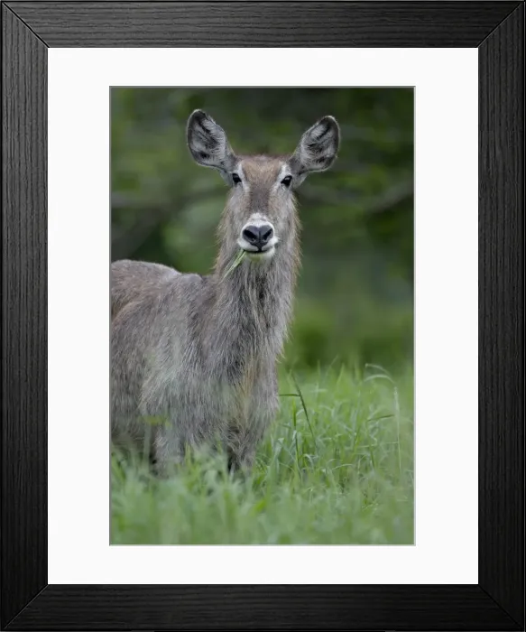 Framed Print : Female Common Waterbuck (Ellipsen Waterbuck) (Kobus ellipsiprymnus ellipsiprymnus) Framed Print : Female Common Waterbuck (Ellipsen Waterbuck) (Kobus ellipsiprymnus ellipsiprymnus)