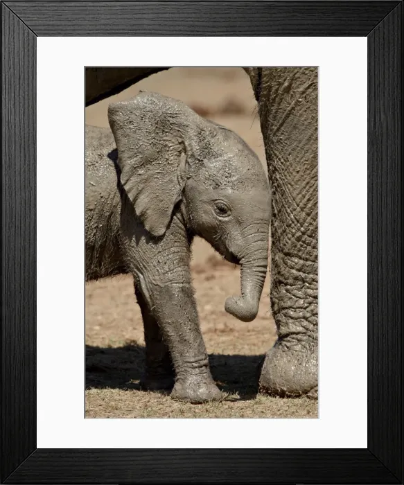 Framed Print : Baby African Elephant (Loxodonta africana) standing by its mothers leg
