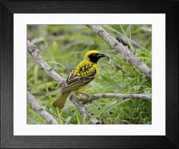 Framed Print : Male Spotted-backed weaver (Village weaver) (Ploceus cucullatus) collecting grass for his nest Framed Print : Male Spotted-backed weaver (Village weaver) (Ploceus cucullatus) collecting grass for his nest