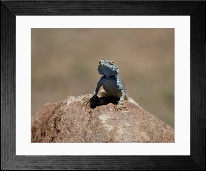 Framed Print : Male Southern Rock Agama (Agama atra atra), Mountain Zebra National Park Framed Print : Male Southern Rock Agama (Agama atra atra), Mountain Zebra National Park