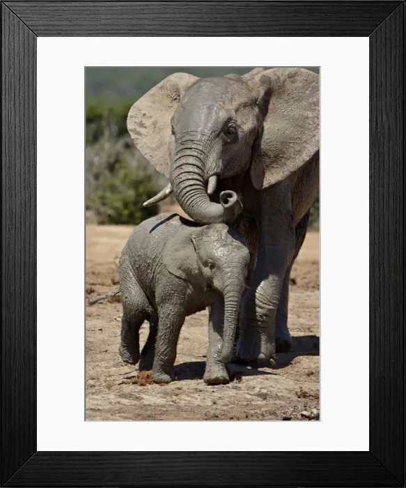Framed Print : Baby African Elephant (Loxodonta africana) with its mother, Addo Elephant National Park Framed Print : Baby African Elephant (Loxodonta africana) with its mother, Addo Elephant National Park
