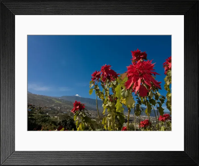 Framed Print : Beautiful flowers in front of the volcano El Teide, Tenerife, Canary Islands Framed Print : Beautiful flowers in front of the volcano El Teide, Tenerife, Canary Islands