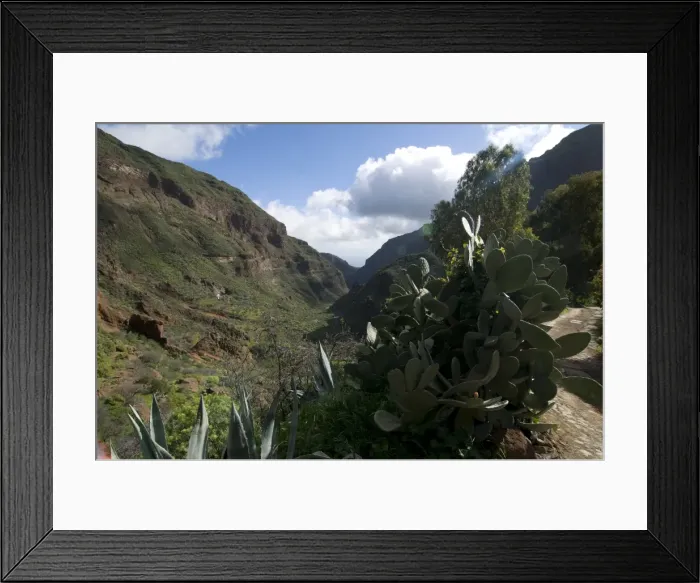 Framed Print : Cactus in the Barancode de Tirjana, Gran Canaria, Canary Islands, Spain, Europe Framed Print : Cactus in the Barancode de Tirjana, Gran Canaria, Canary Islands, Spain, Europe