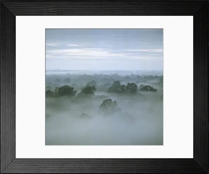 Framed Print : Tropical rain forest at dawn, Raleighvallen Voltzberg National Park, Suriname Framed Print : Tropical rain forest at dawn, Raleighvallen Voltzberg National Park, Suriname