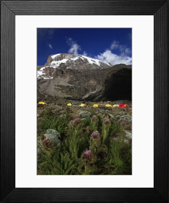 Framed Print : Climbers camping at the Barranco campsite underneath the snowy Uhuru Peak of Mount Kilimanjaro Framed Print : Climbers camping at the Barranco campsite underneath the snowy Uhuru Peak of Mount Kilimanjaro