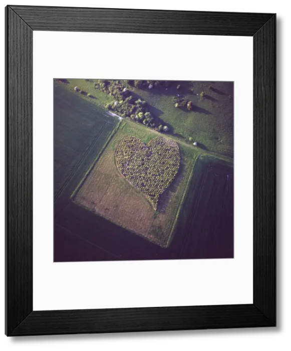 Framed Print : Aerial image of heart shape orchard, near Huish Hill earthwork, Oare, Wiltshire Framed Print : Aerial image of heart shape orchard, near Huish Hill earthwork, Oare, Wiltshire