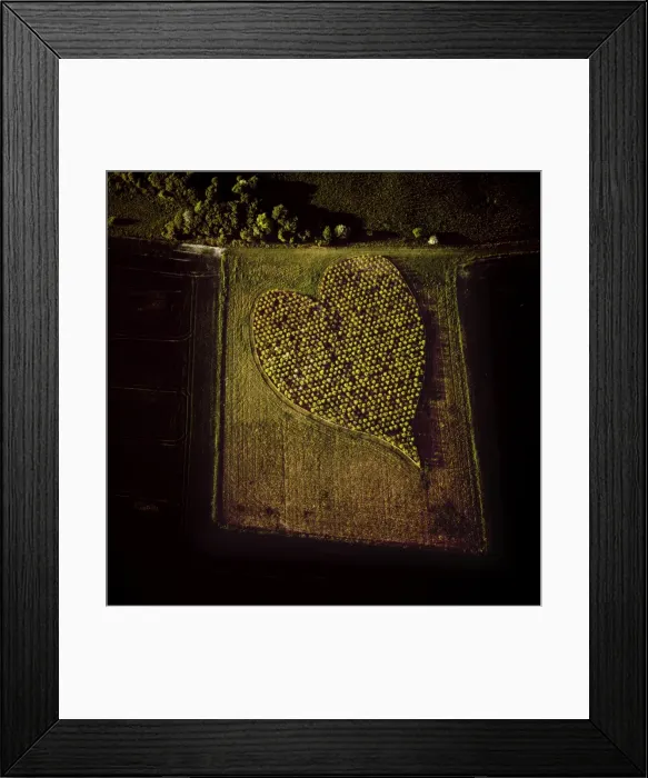 Framed Print : Aerial image of heart shape orchard, near Huish Hill earthwork, Oare, Wiltshire Framed Print : Aerial image of heart shape orchard, near Huish Hill earthwork, Oare, Wiltshire