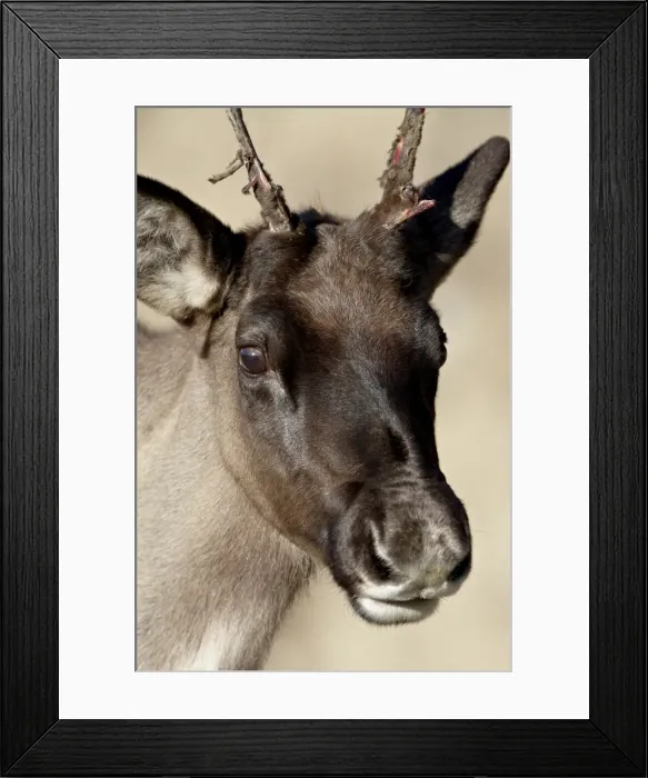Framed Print : Young Woodland Caribou (Rangifer caribou) buck starting to shed its velvet Framed Print : Young Woodland Caribou (Rangifer caribou) buck starting to shed its velvet