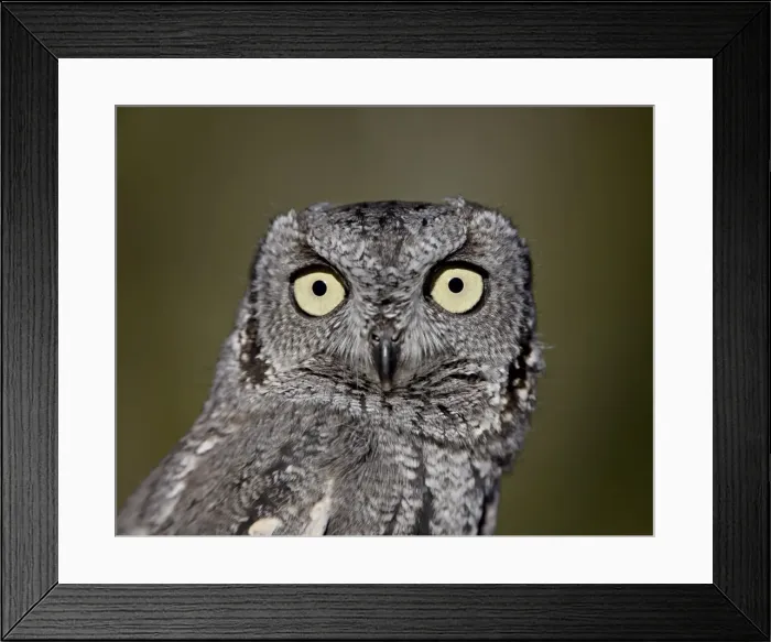 Framed Print : Western Screech-Owl (Megascops kennicottii) in captivity, Arizona Sonora Desert Museum Framed Print : Western Screech-Owl (Megascops kennicottii) in captivity, Arizona Sonora Desert Museum