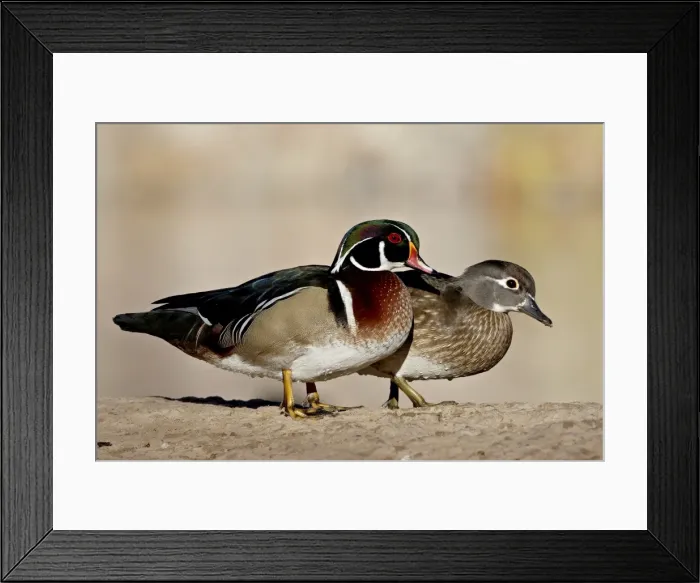 Framed Print : Wood Duck (Aix sponsa) pair, Rio Grande Zoo, Albuquerque Biological Park