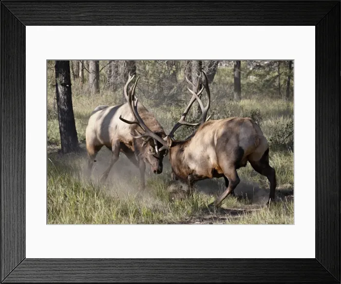 Framed Print : Two bull Elk (Cervus canadensis) fighting, Jasper National Park, Alberta Framed Print : Two bull Elk (Cervus canadensis) fighting, Jasper National Park, Alberta
