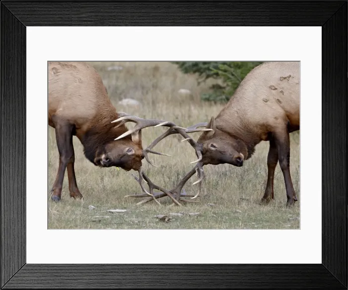 Framed Print : Two bull Elk (Cervus canadensis) fighting, Jasper National Park, Alberta Framed Print : Two bull Elk (Cervus canadensis) fighting, Jasper National Park, Alberta
