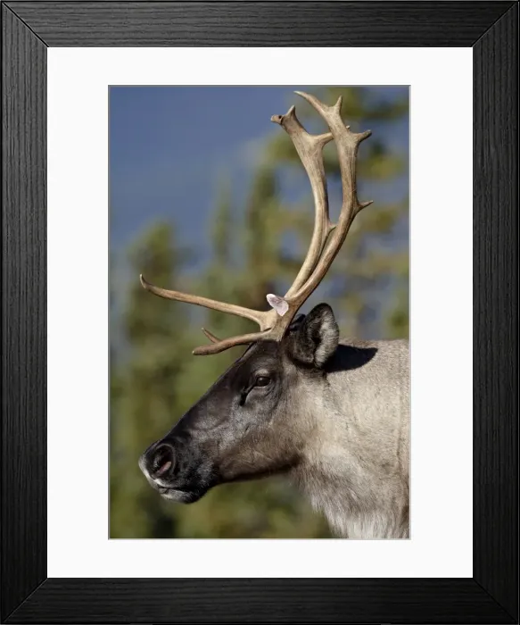 Framed Print : Woodland Caribou (Rangifer caribou) buck, Stone Mountain Provincial Park Framed Print : Woodland Caribou (Rangifer caribou) buck, Stone Mountain Provincial Park